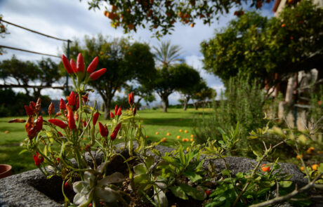 Casa Cappuccini Garten